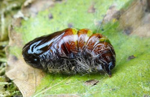 Réf. 216 577 : Calliteara pudibunda